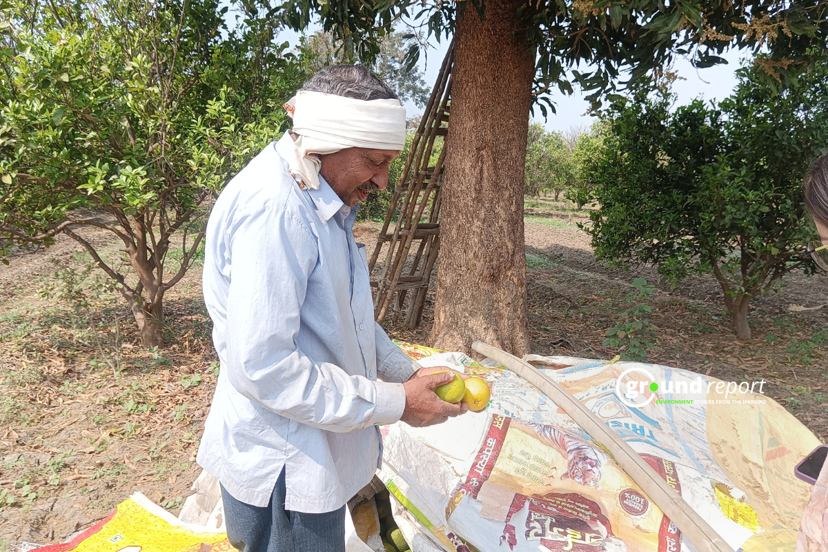 Farmers from 'land of oranges' pick sweet lime amid water woes