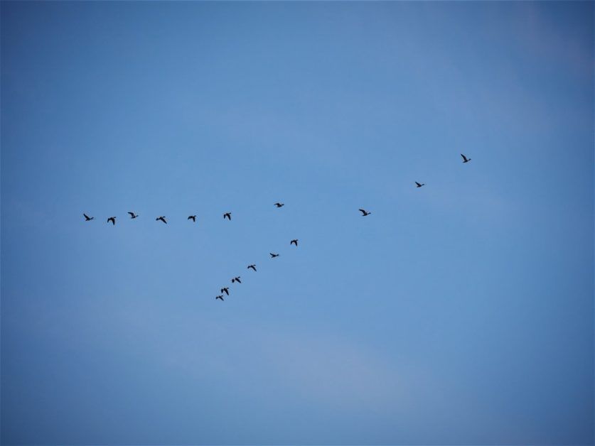 Why are Indians Killing Migratory Birds?