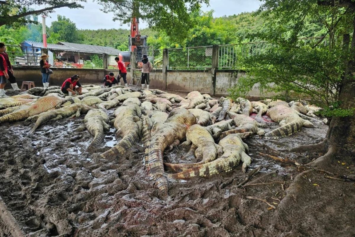 Typhoon yagi forces Thai farmer to electrocute 125 crocodiles