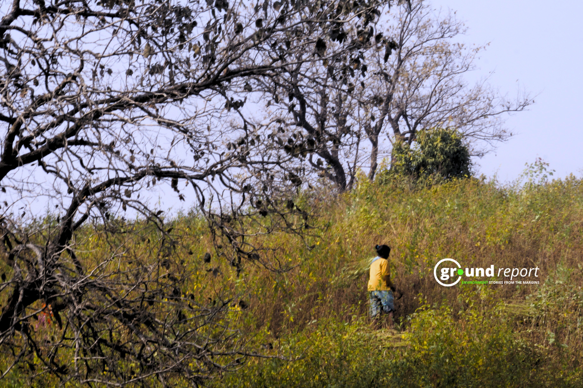 Farms, Forests, and Water Shrinking in 12 MP Districts: Study