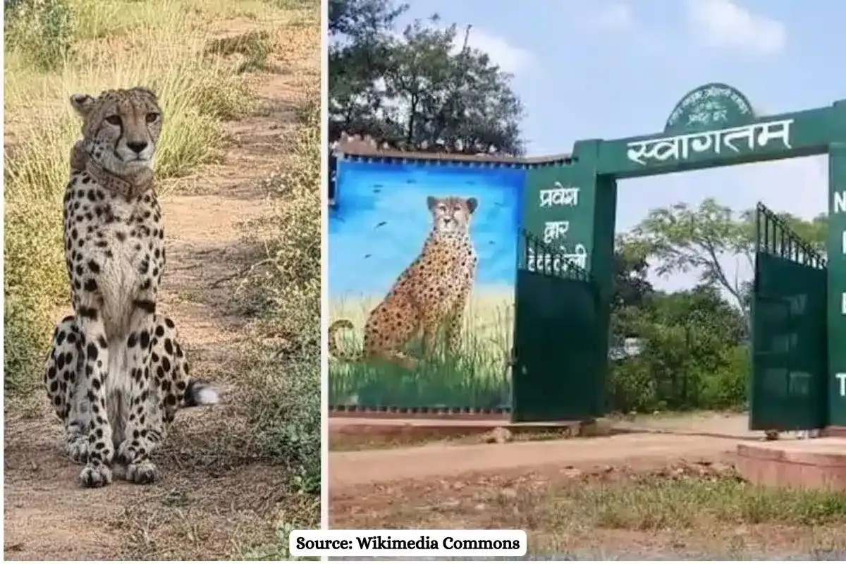 How to book a Cheetah Safari at Kuno, price and details?