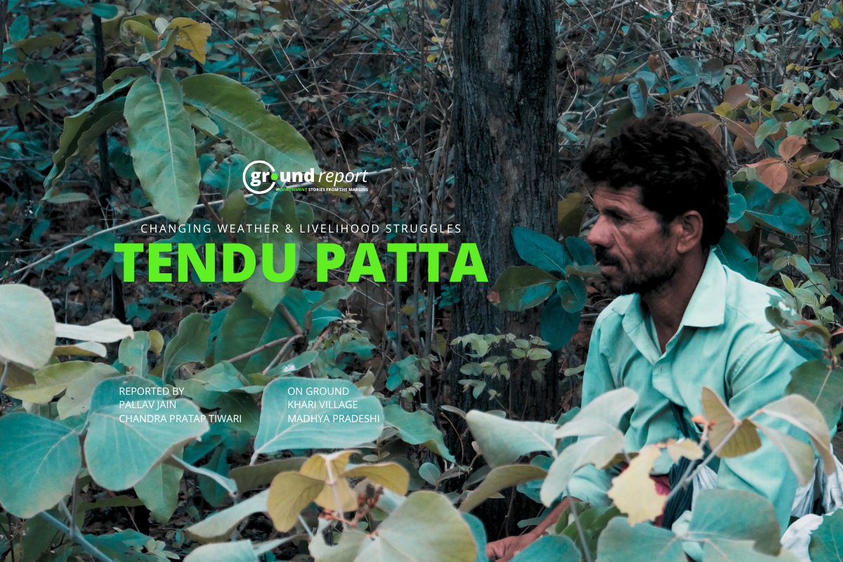 May Rains Hit Tendu Leaf Collectors in Madhya Pradesh