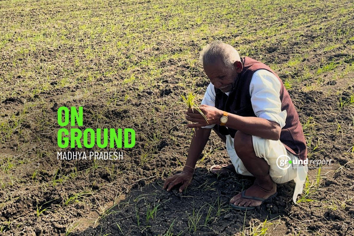 Faulty fungicide forces farmers to resow crops, PMFBY fails to cover