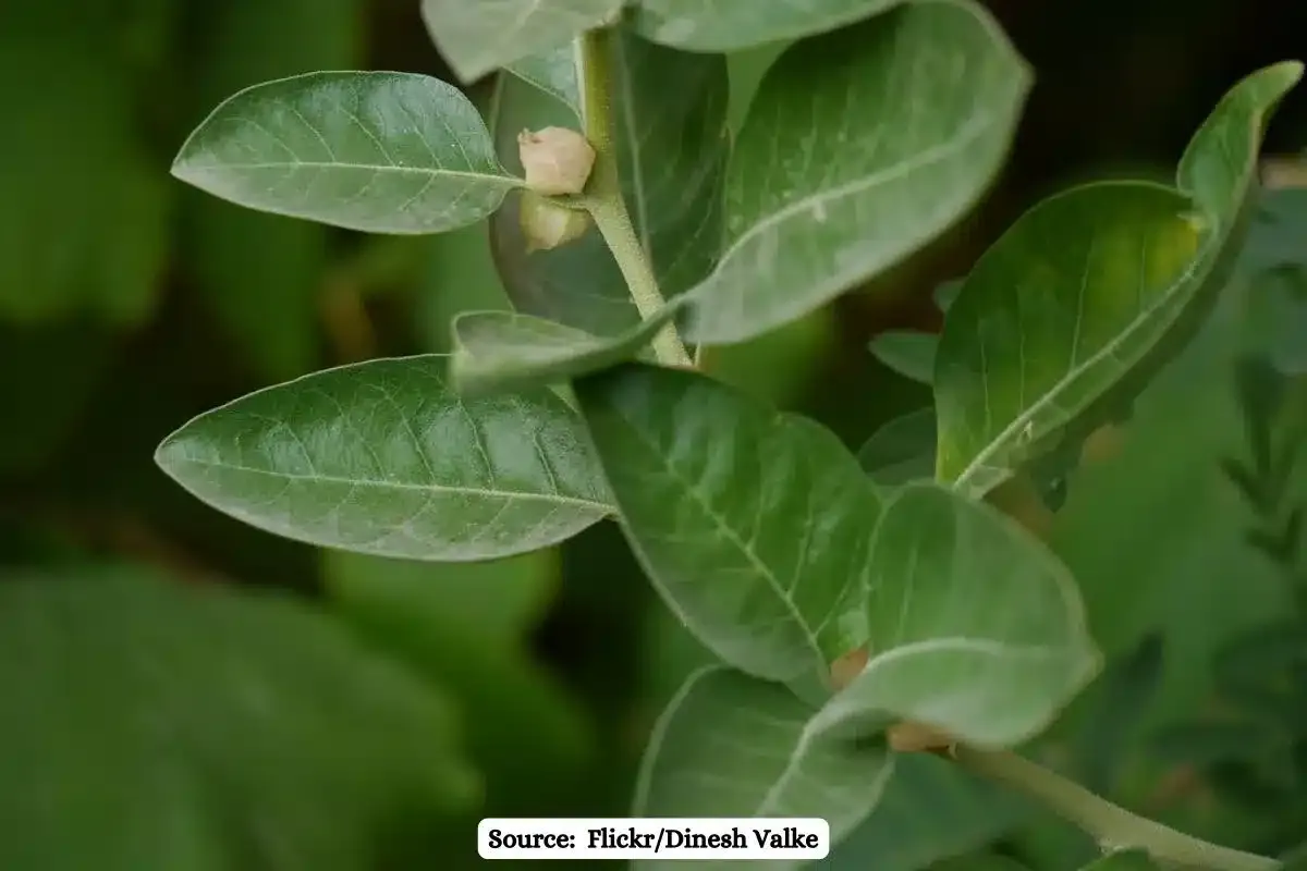 Ashwagandha and Giloy is good for pets? Answer is no