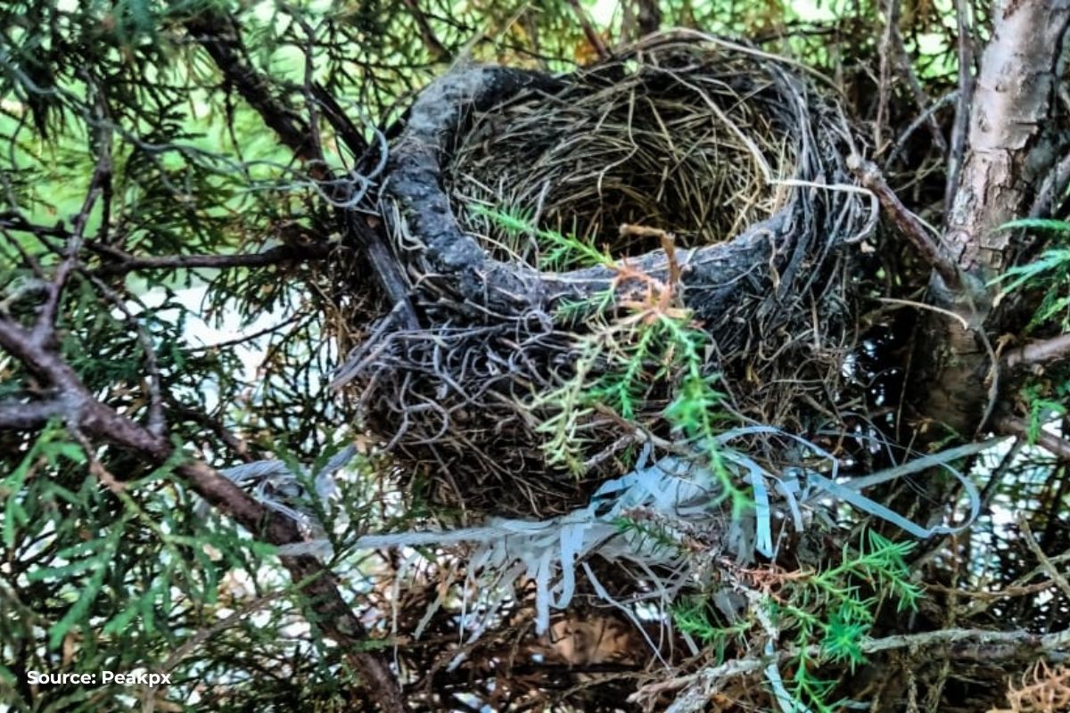 Human waste affects birds nest: Research