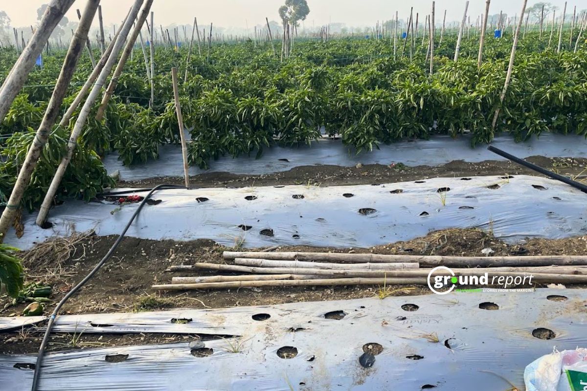 Madhya Pradesh weather: Temp drop from Feb 21, cloudy in Bhopal