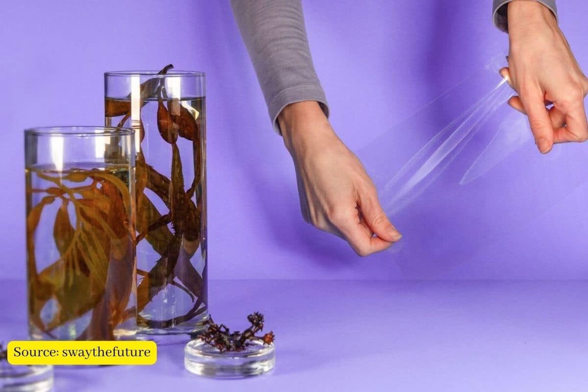 Plastic-like material can be made of seaweeds and it’s biodegradable too