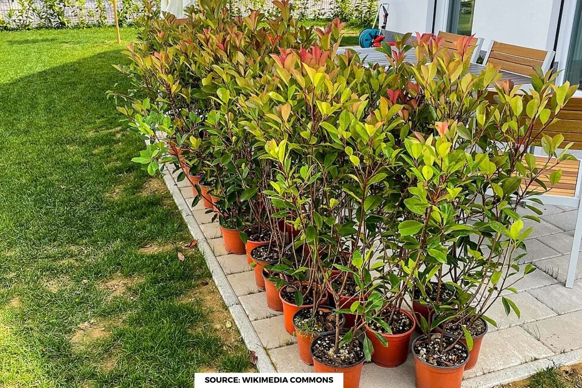 What plants should be planted in December?