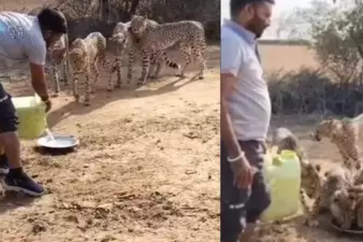 Villagers give water to cheetah in MP’s Sheopur, but forests face water crisis