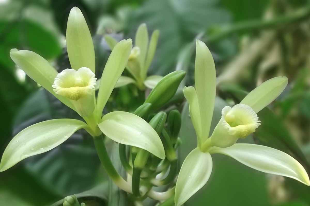 Climate Change Threatens Wild Vanilla and Its Pollinators, Risking Global Supply