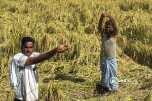 Govt Tells Lok Sabha: Rs 14,196 Crore Paid in Crop Insurance Claims in 2024-25