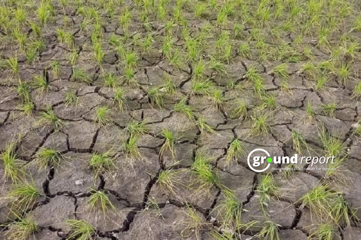 Water shortage in Rajasthan puts farmers’ crops at risk