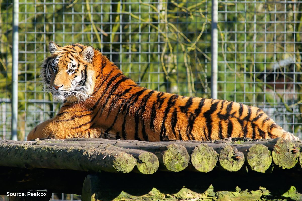 Saving tigers means saving earth from climate change, know-how?