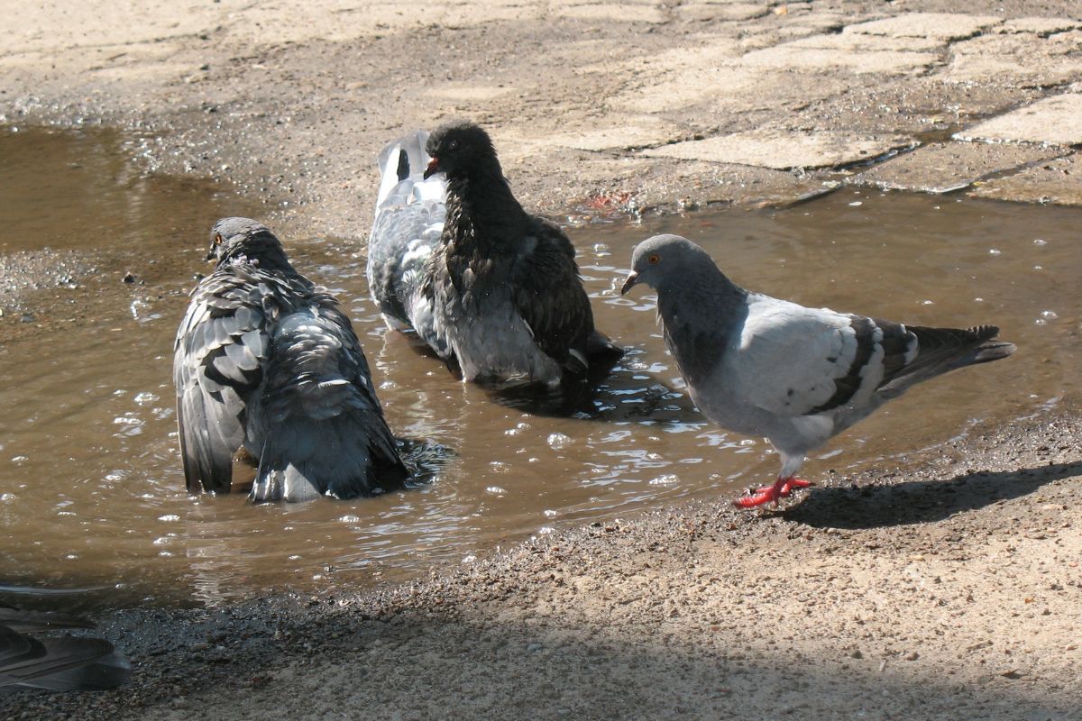 Daytime heat returns: Churu hits 40°C, Rajasthan faces 'October heat'