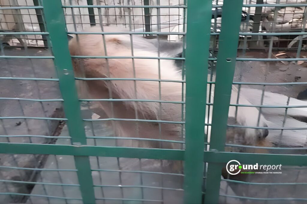 monkey attack capture in rajgarh