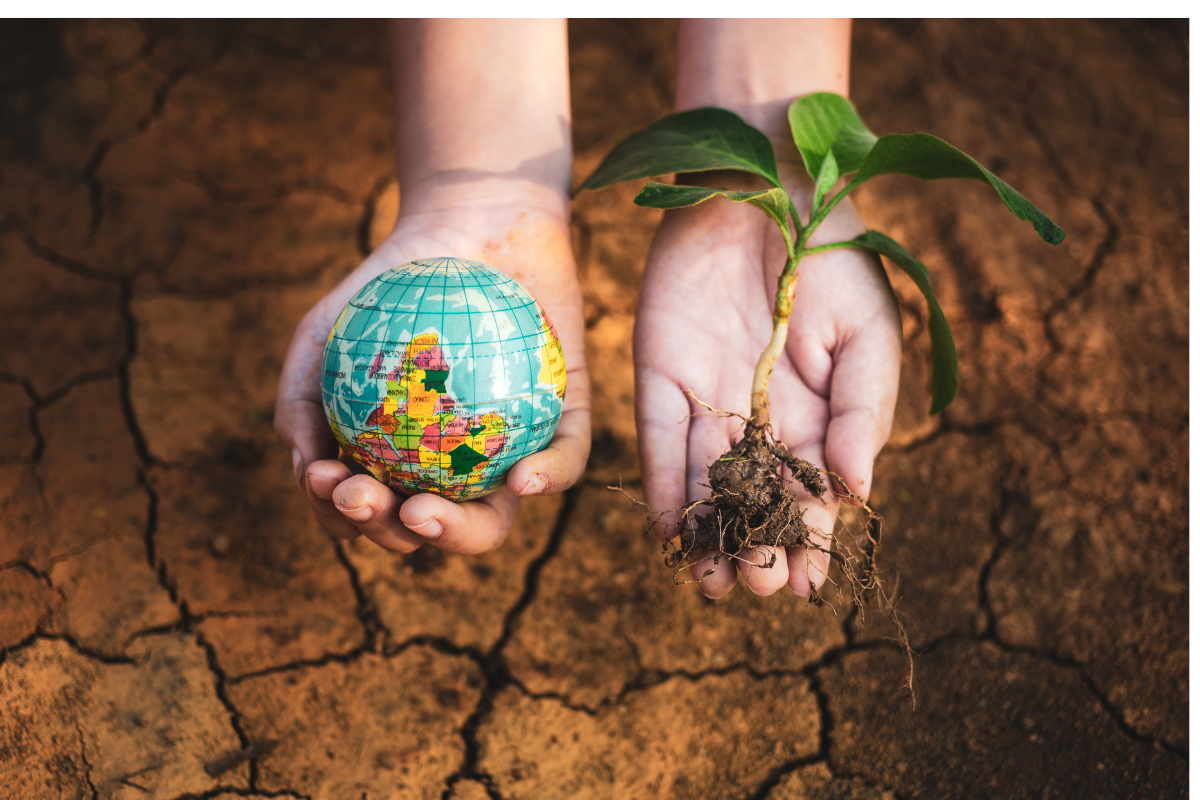 World Soil Day 2024: Celebrating our foundation of life