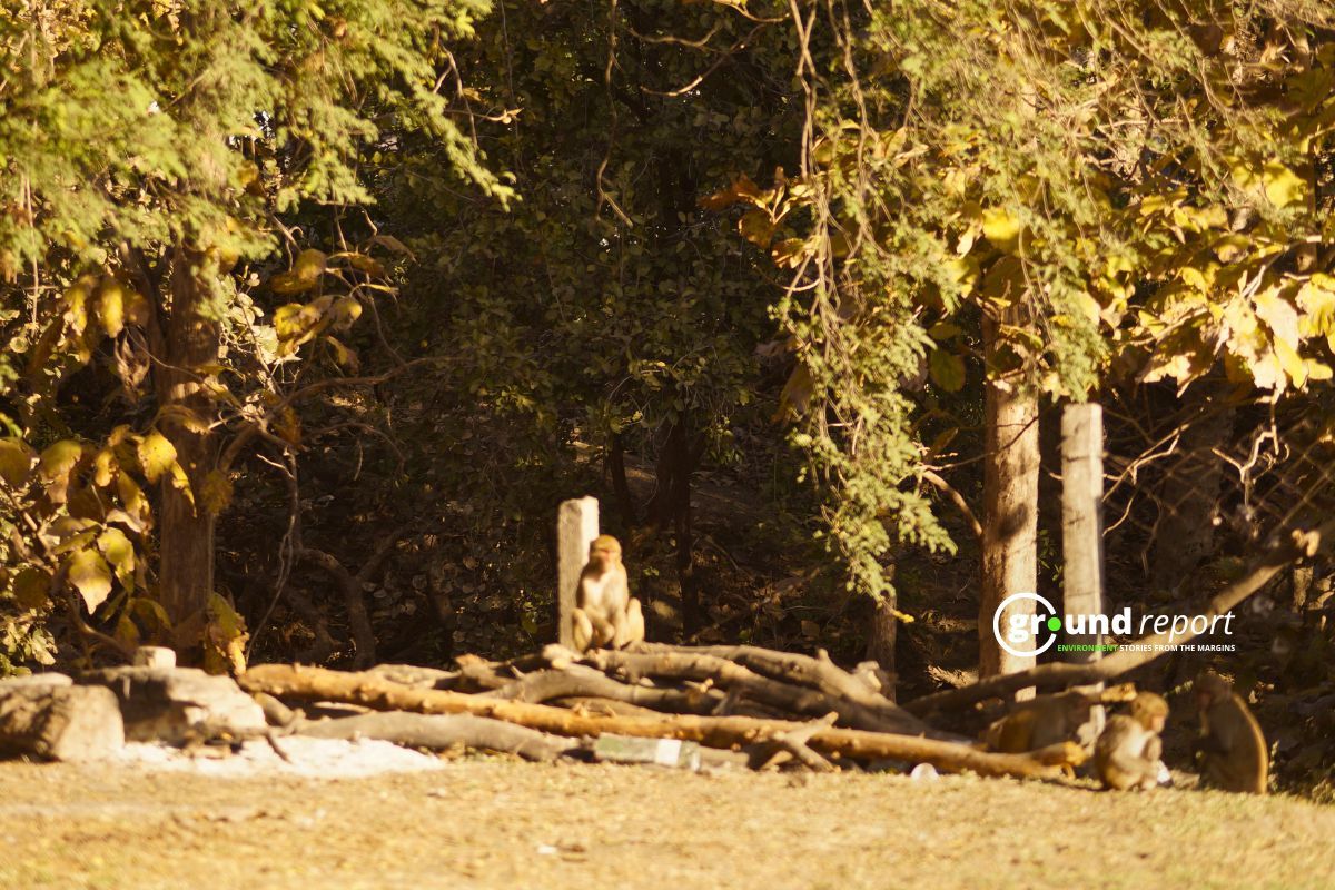 A monkey sitting near trees in a forest in Madhya Pradesh