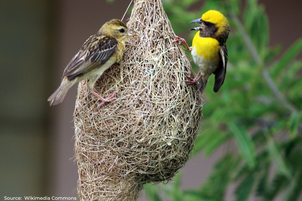 Climate change leads to decline in bird reproduction worldwide