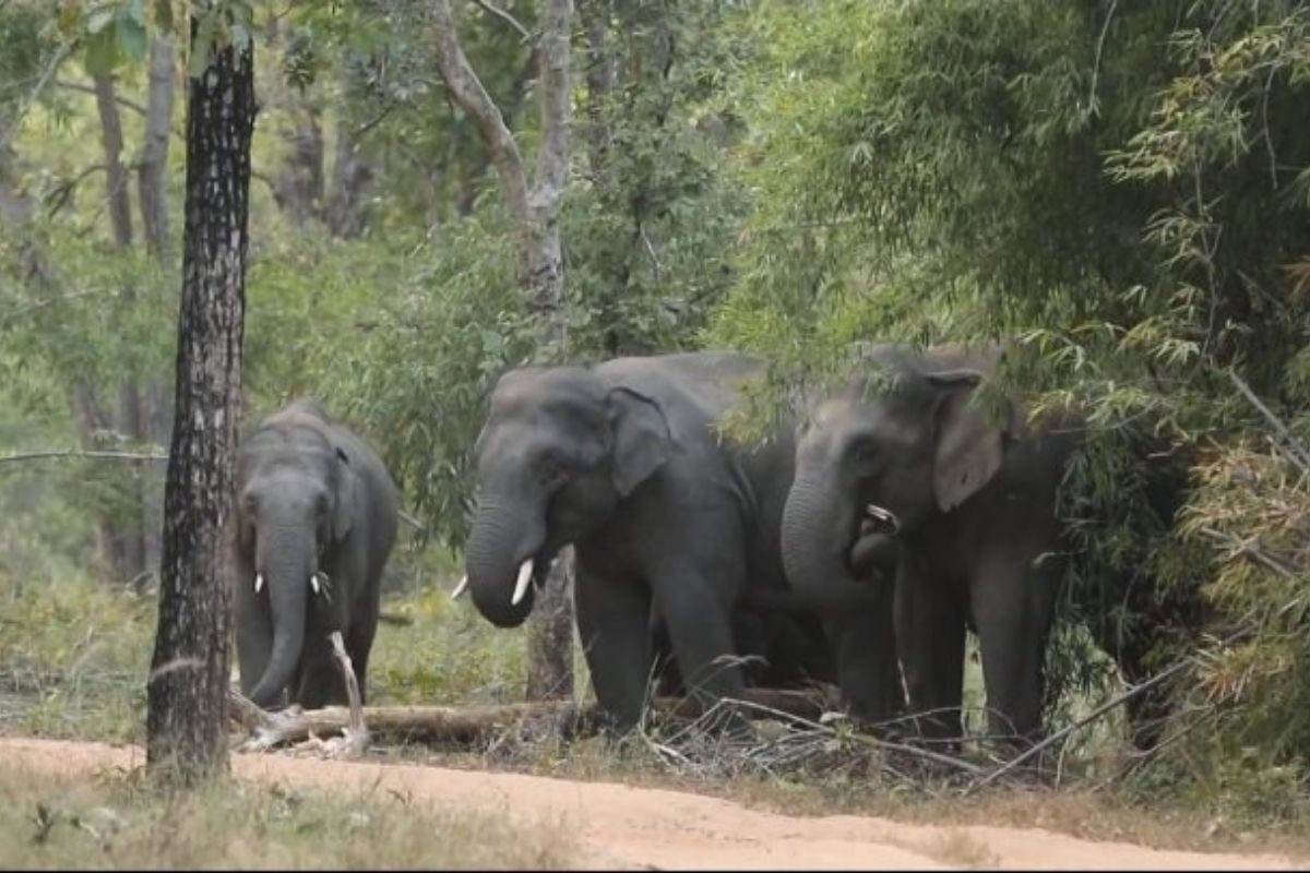 MP govt to study elephant management after elephant deaths in Bandhavgarh