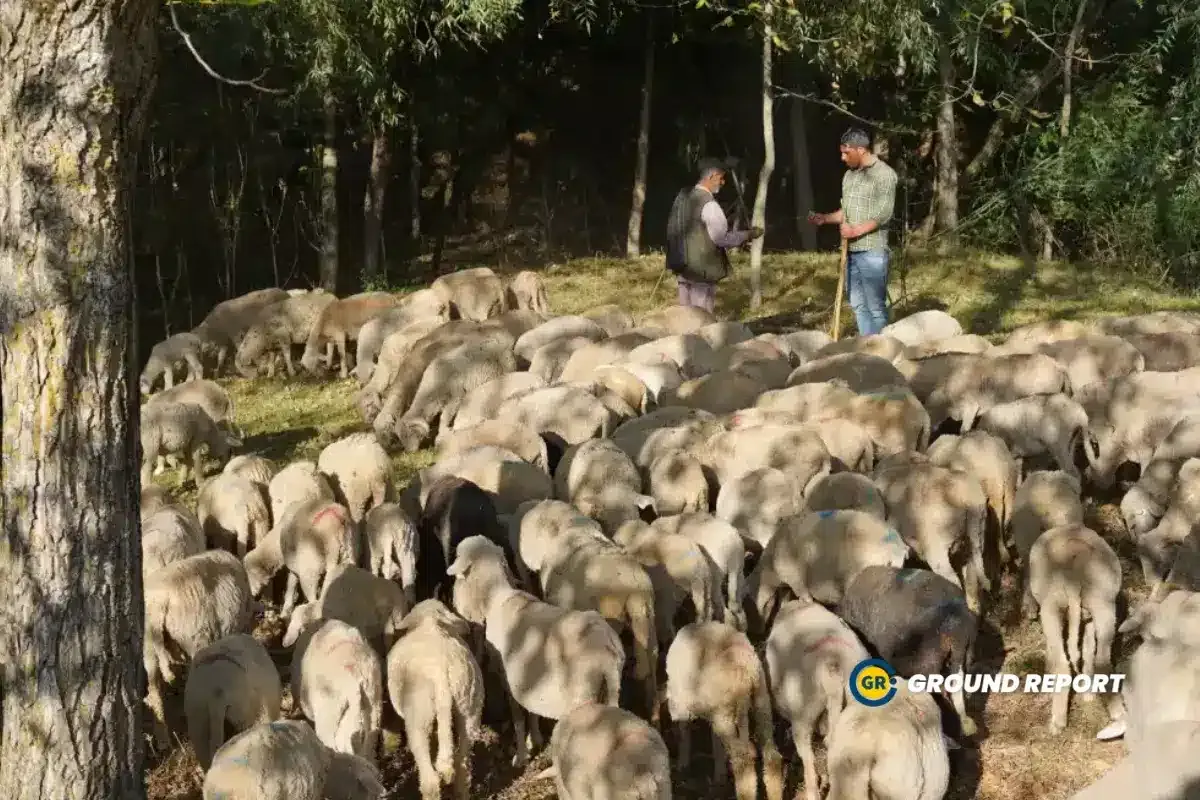 Mushtaq Chopan and his father trek high pastures with herds of goats and sheep | Photo Credit: Rajeev Tyagi