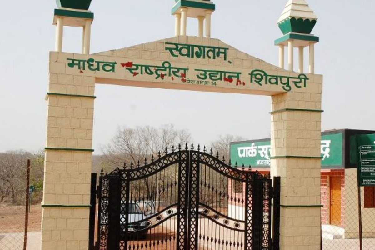 MP's Madhav National Park Gains Tiger Reserve Status with Just 3 Tigers