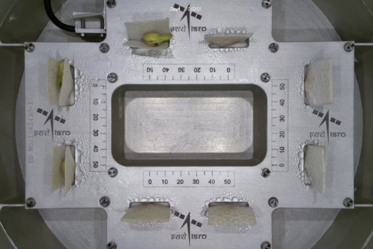 Life in space: ISRO's cowpea seeds germinate in just 4 days