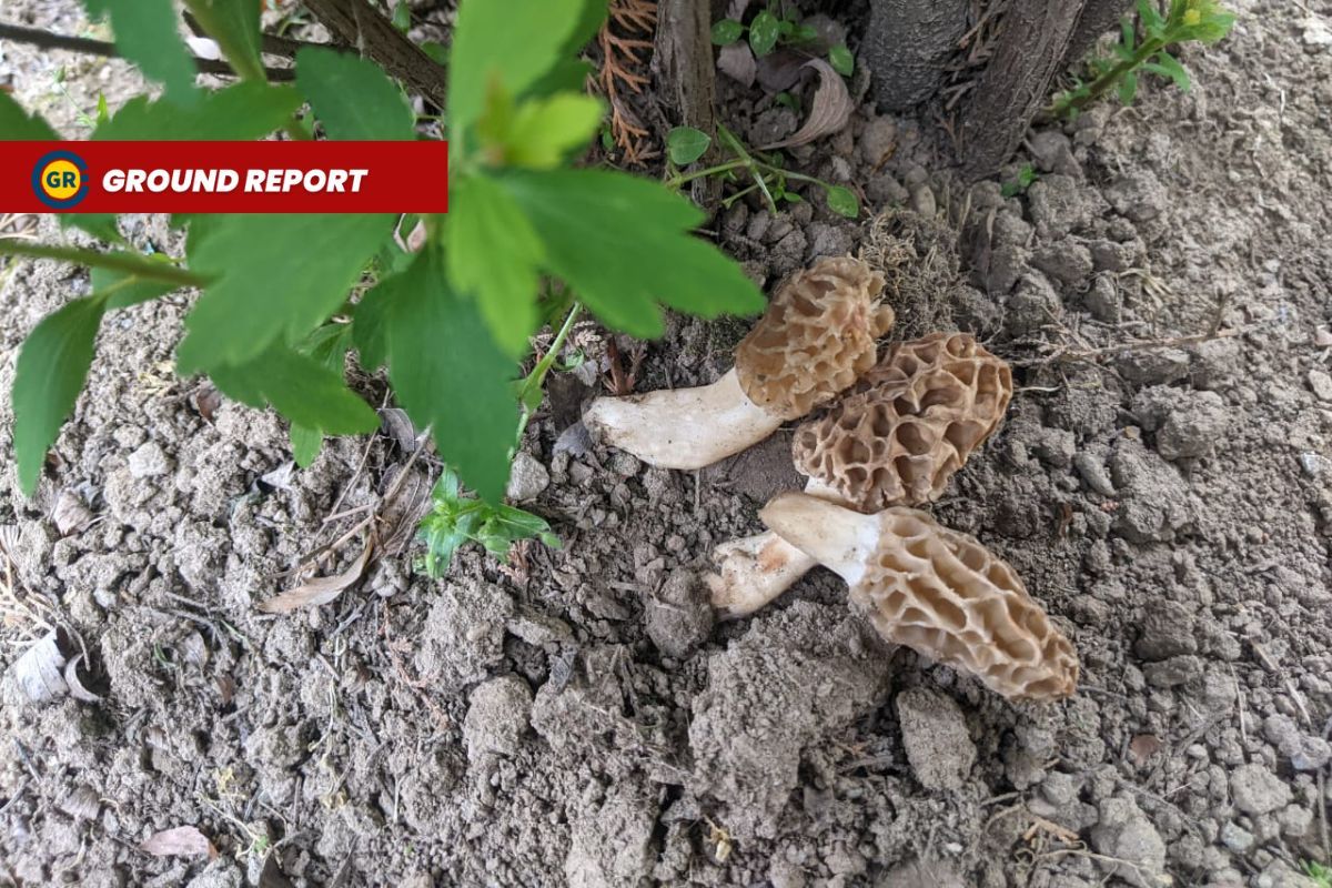 Gucchi mushrooms latest victim of climate change in Himalayan region