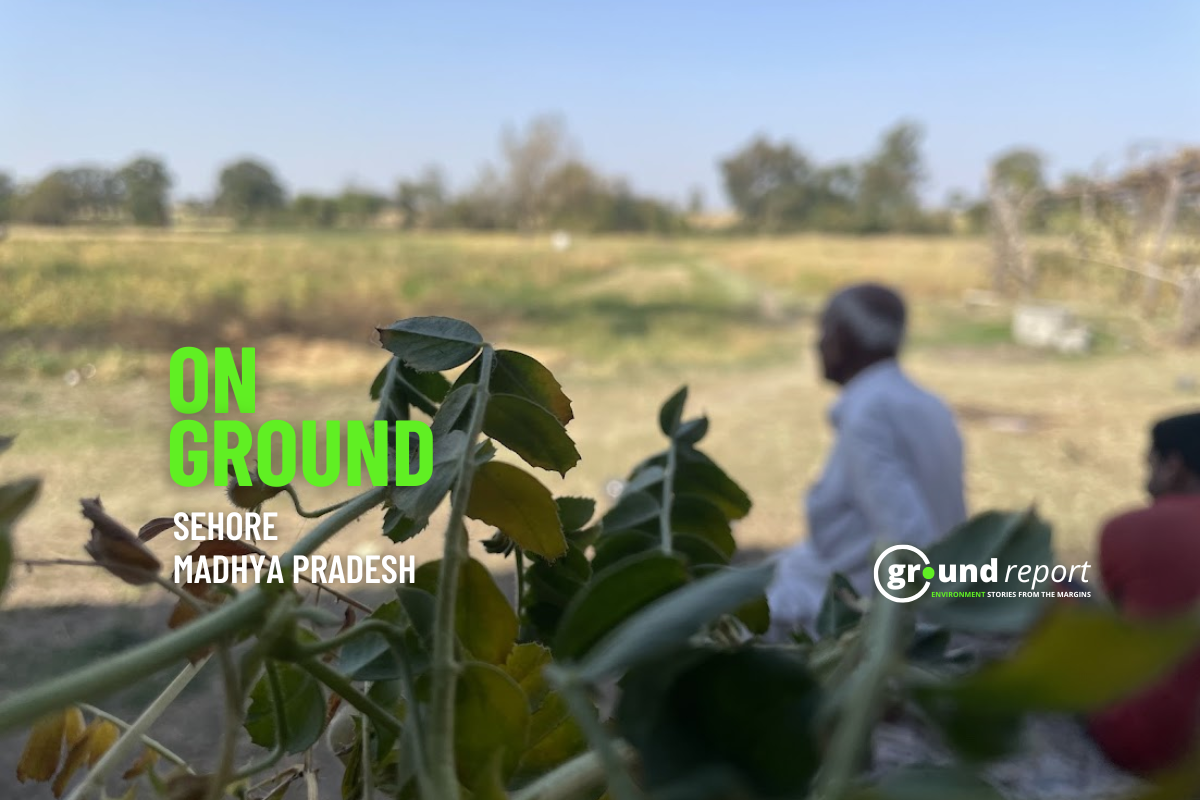 Shrunken grains and empty shells, fusarium wilt damages gram crops