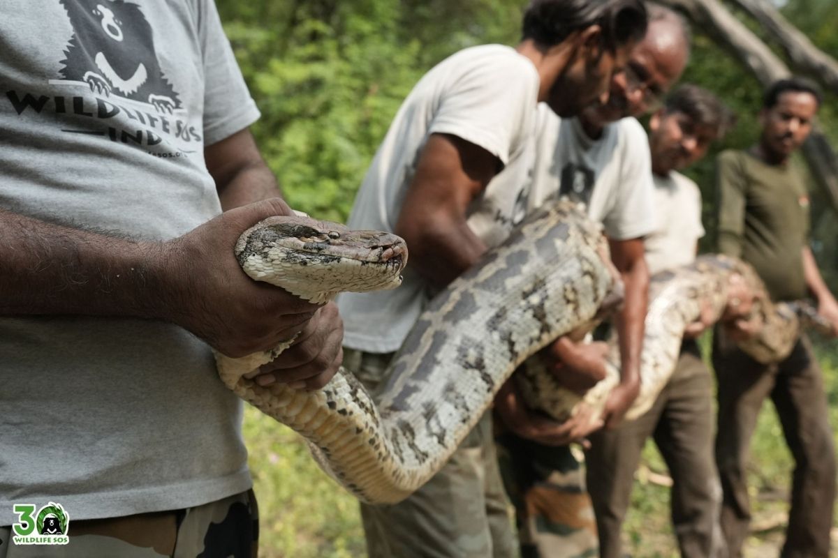 Wildlife SOS rescues massive 55 kg python from well in Uttar Pradesh