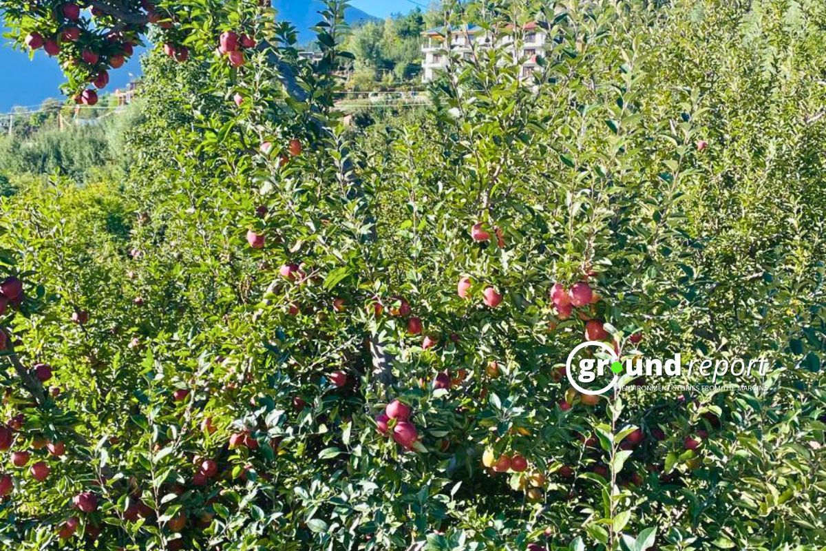 Warmer winters in Kashmir raise concerns over apple and crop yields