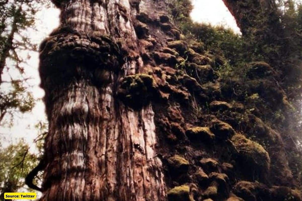 What's the oldest tree on Earth, will it survive climate change?