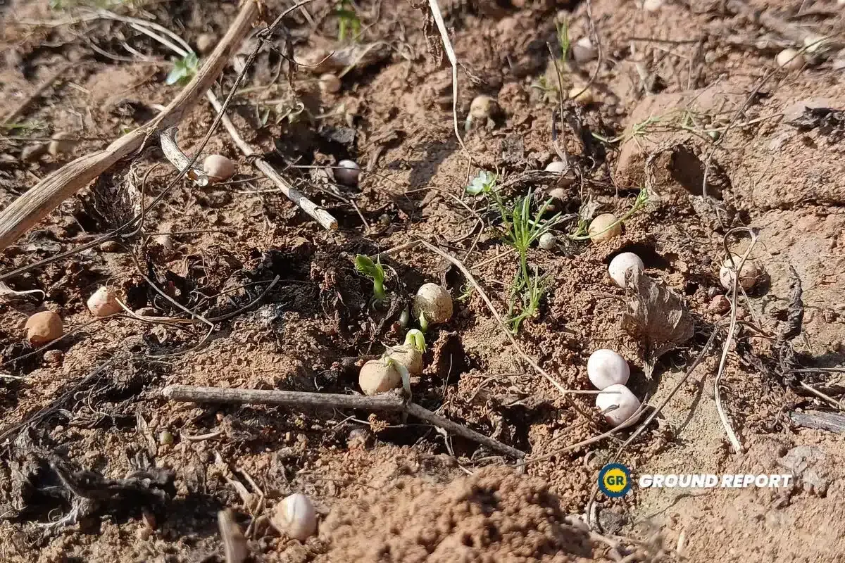 Hailstorm in Madhya Pradesh