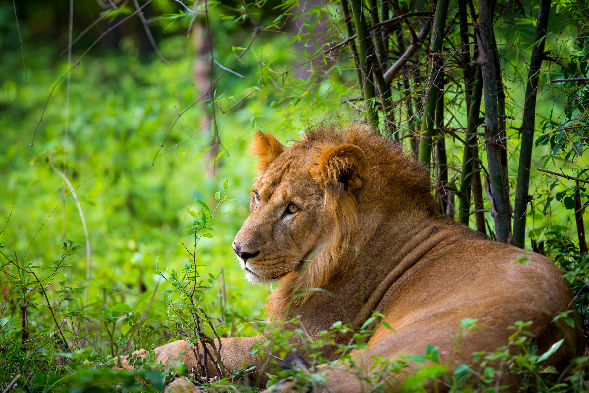 Asiatic lions thrive amid human coexistence in Gujarat: study