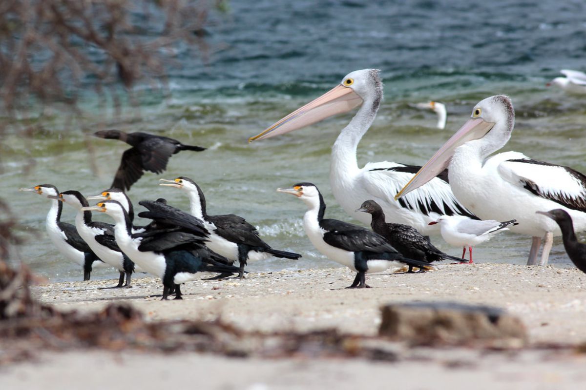 Intensifying tropical storms threaten Seabirds, New research