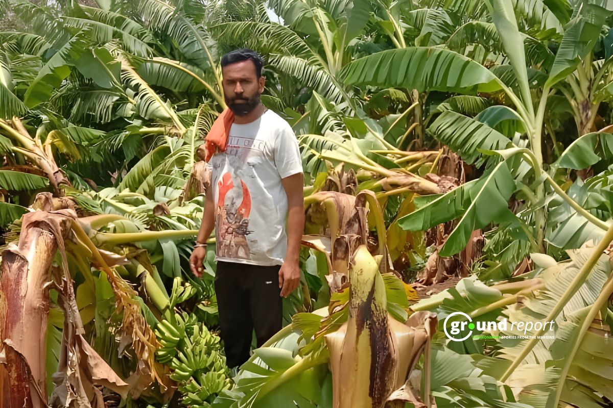 Banana Farmers of Burhanpur