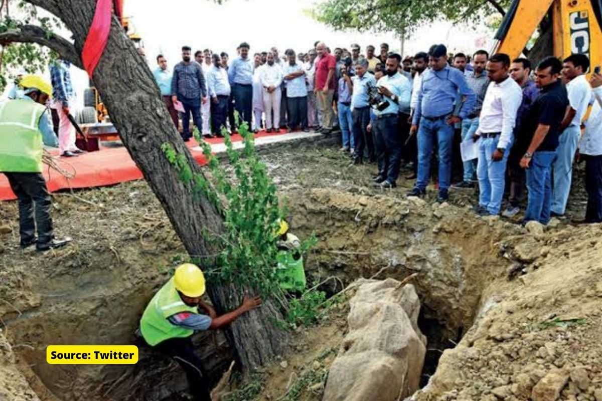 Trees Transplantation: How to manage trees in cities better?