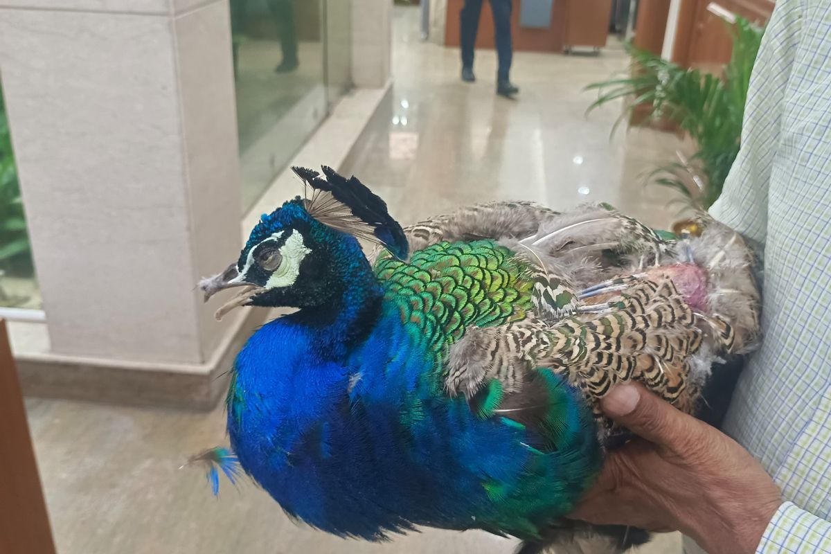 Peacock in distress! Rescued from PM Modi’s house