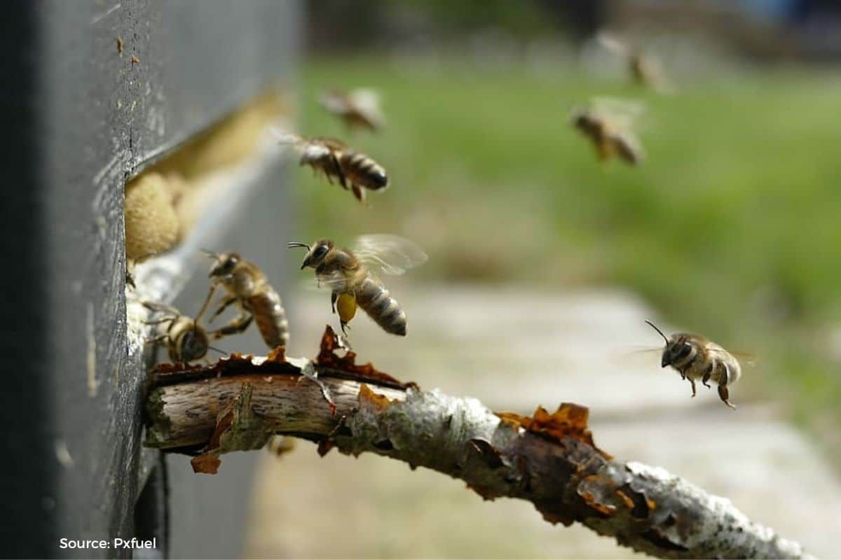 World Bee Day 2023: History, Theme and Significance