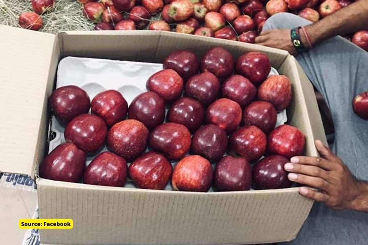 Why are Himachal Pradesh Apple Farmers protesting?