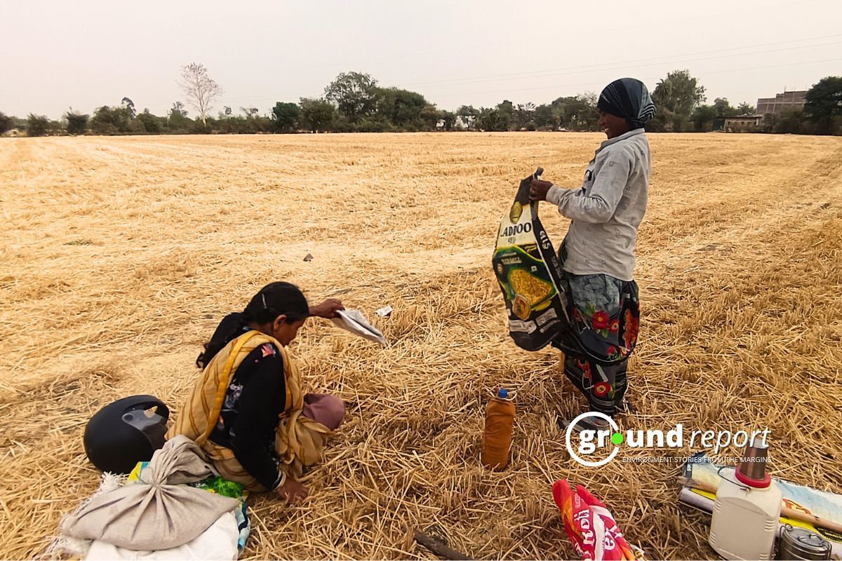 Global Forces Drive Wheat Boom in Madhya Pradesh