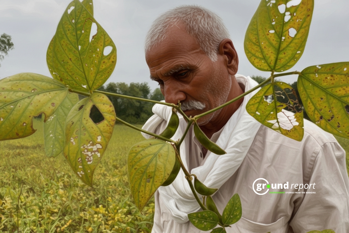 soybean crops destroyed in madhya pradesh again