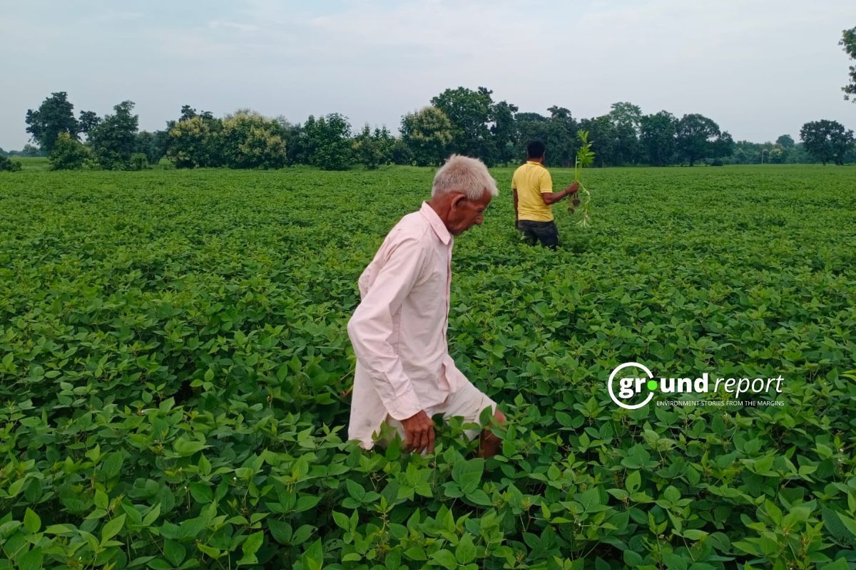 Changing weather pattern impacts soybean crops in Dewas region of MP
