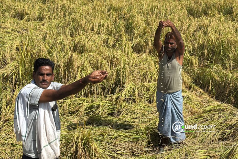 Extreme weather events destroy paddy crops in Sheopur