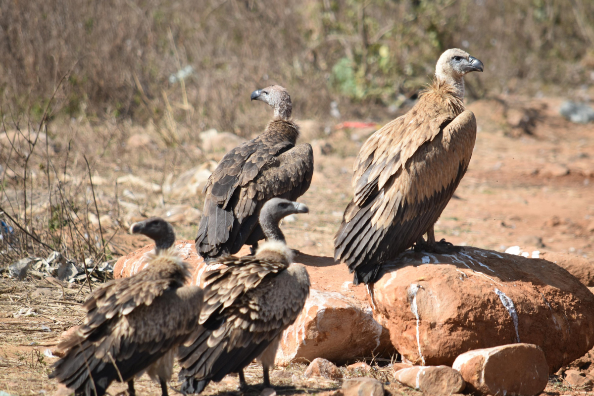 Vulture population in Katni district rises to 401: Summer census