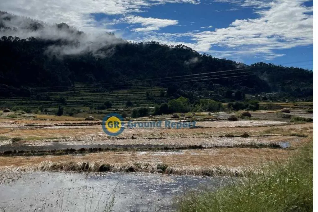 Paddy Crop Destroyed in Uttarakhand