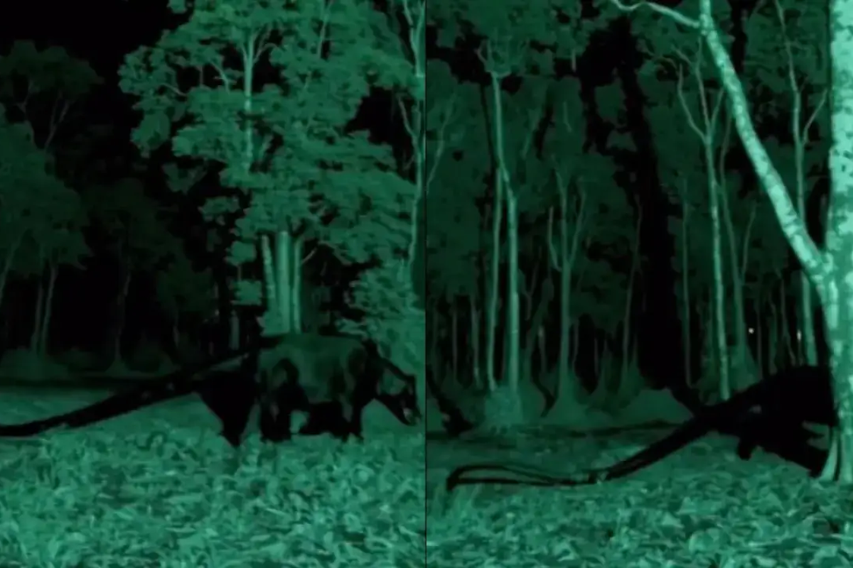 Know what’s story behind the viral “Amazon Creature” video
