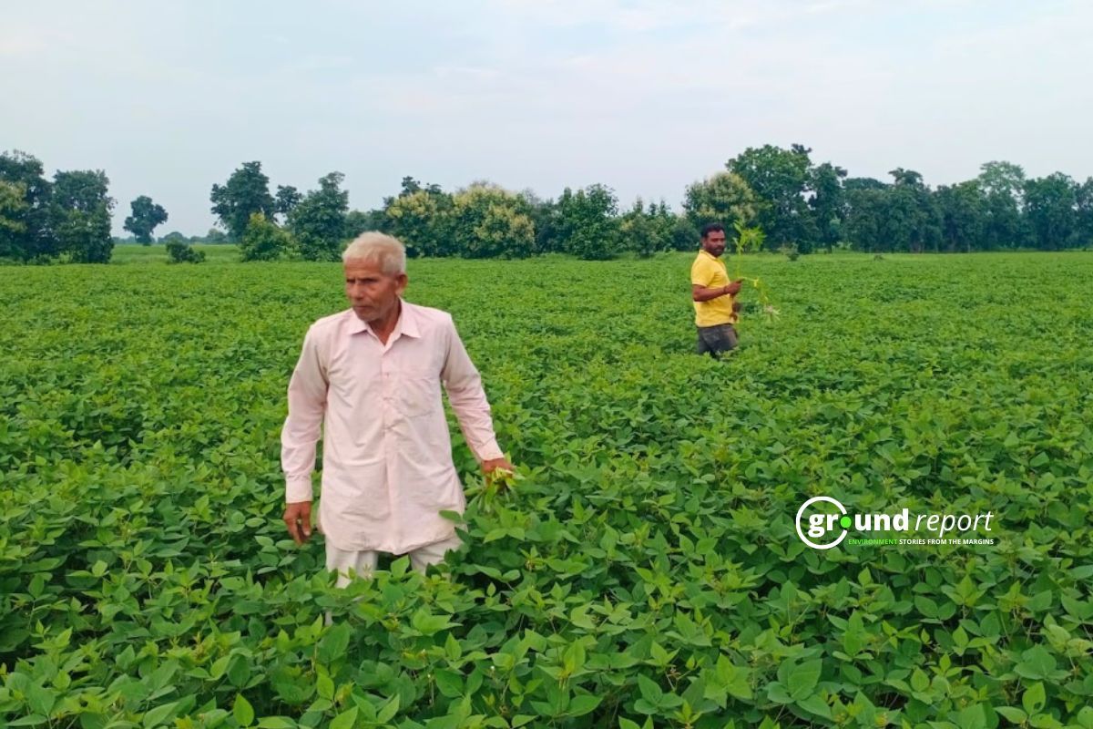 How a climate resistant soybean variety 'RVSM 1135' failed MP farmers?