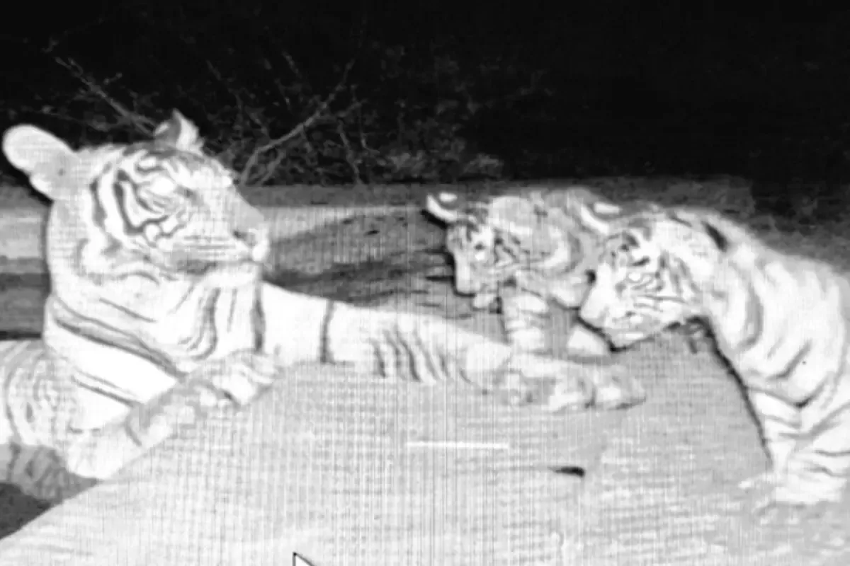 सरिस्का टाइगर रिजर्व में घूमते दिखे 5 नए शावक, अब हुए कुल 40 बाघ