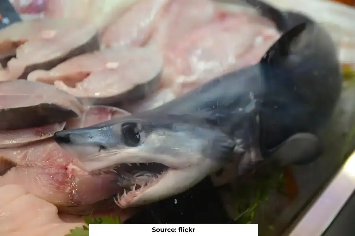Alarming rise in Shark meat consumption in India, posing threat to species: Study