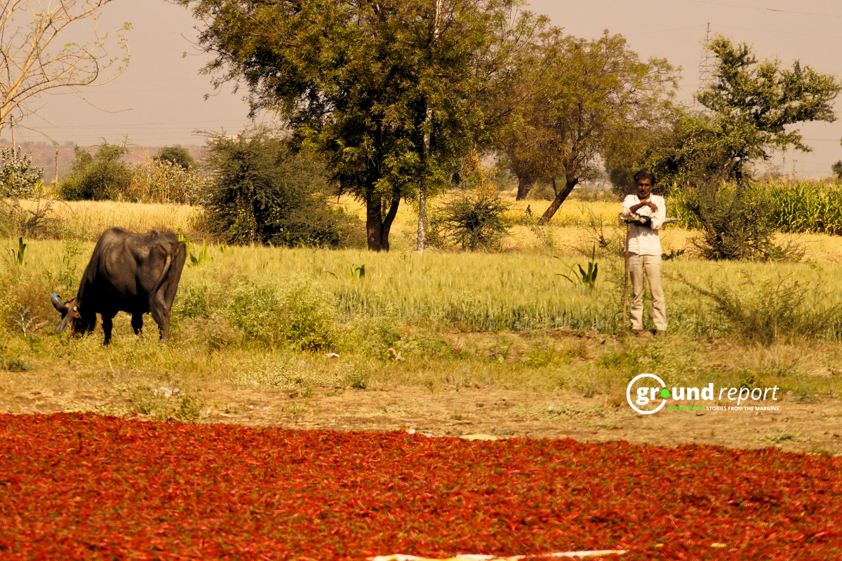 Fading red: How Khargone’s chilli farmers are losing spice and hope
